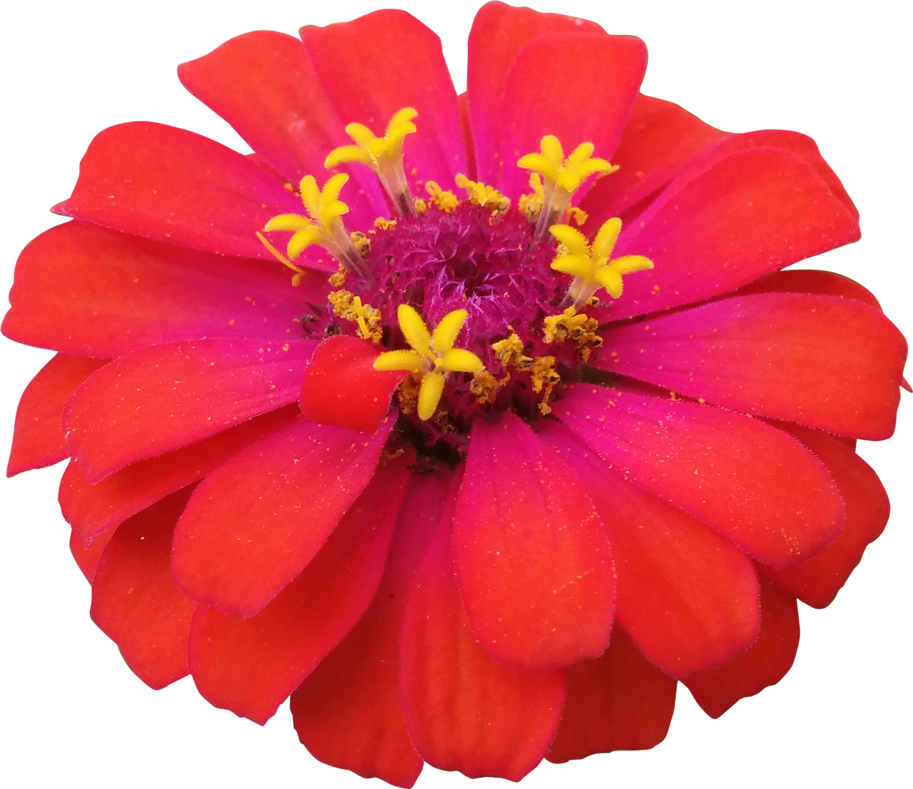 Growing and Decorating with Zinnias